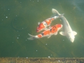 Koi