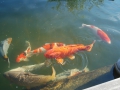 Koi