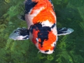 koi showa