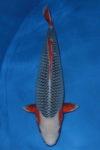 Asagi 80cm, Oya Koi Farm