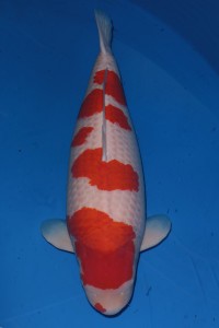 Kohaku 90cm SFF