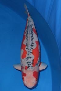 Shusui 85cm, Hosokai Koi Farm