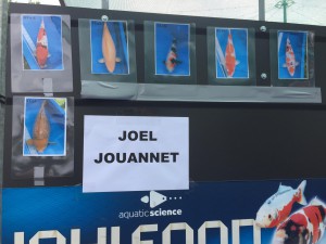 photos des Koï de Joël